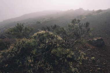 Kışın Teide Ulusal Parkı 'nda sis, Tenerife Adası