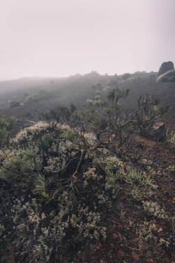 Kışın Teide Ulusal Parkı 'nda sis, Tenerife Adası