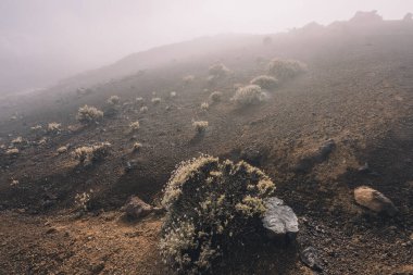 Kışın Teide Ulusal Parkı 'nda sis, Tenerife Adası