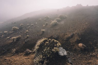 Kışın Teide Ulusal Parkı 'nda sis, Tenerife Adası