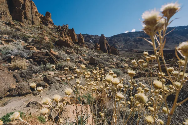 Teide Ulusal Parkı, Tenerife, Kanarya Adaları, İspanya 'da güzel volkanik kayalar ve çöl