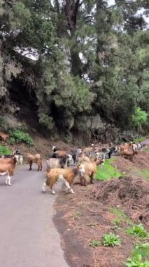 Keçiler Taburiente Krateri yolunda, La Palma Adası, İspanya