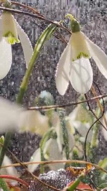 Baharın ilk saatlerinde çayırda güneş ışığında güzel, taze kar damlaları.