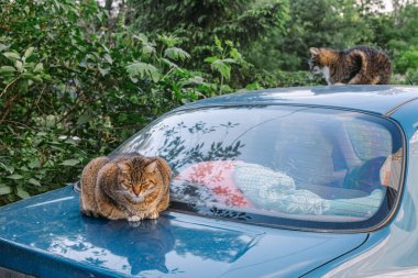 Yeşil gözlü güzel tekir kedi yazın arabada oturuyor.