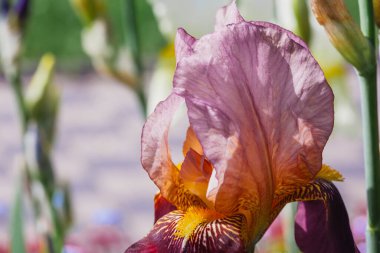 Güneşli bir bahar bahçesinde büyüyen mor iris çiçekleri