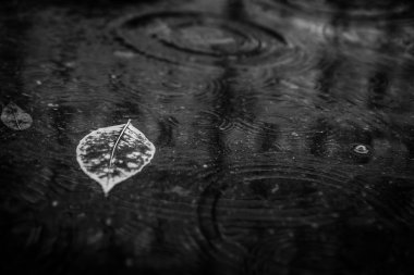 Sarı akçaağaç yaprağı suyu yüzmeyi