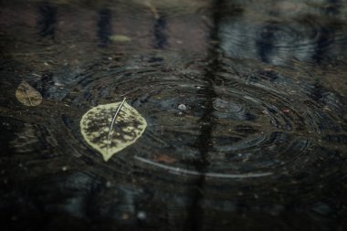 Azıyorum sonbahar yaprak