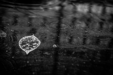 Azıyorum sonbahar yaprak