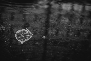 Sarı akçaağaç yaprağı suyu yüzmeyi