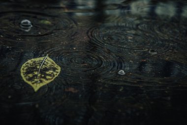 Sarı akçaağaç yaprağı suyu yüzmeyi