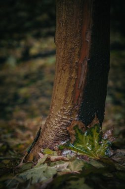 Sonbahar Ağaç leafes Park, Kiev