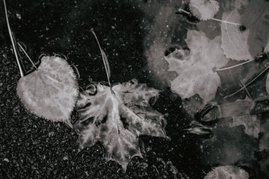 Sarı akçaağaç yaprağı suyu yüzmeyi