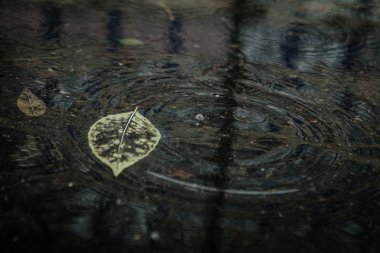 Sarı akçaağaç yaprağı suyu yüzmeyi