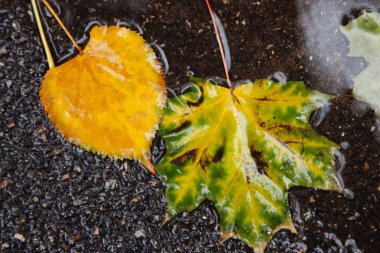 Sarı akçaağaç yaprağı suyu yüzmeyi