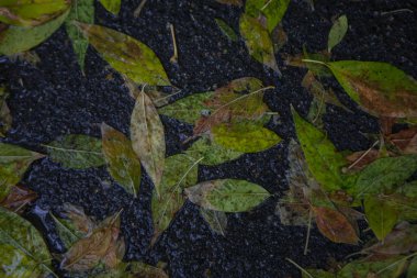 Sarı akçaağaç yaprağı suyu yüzmeyi