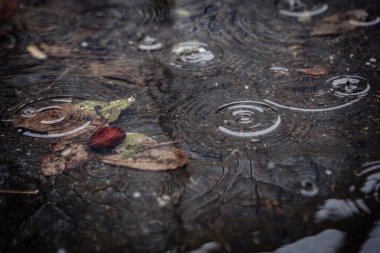 Sarı akçaağaç yaprağı suyu yüzmeyi