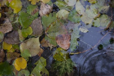 Sarı akçaağaç yaprağı suyu yüzmeyi