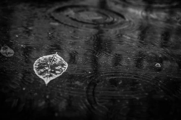 Foglia di acero giallo per nuotare sull'acqua — Foto Stock