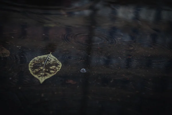 Autumn leaf in puddle — Stock Photo, Image