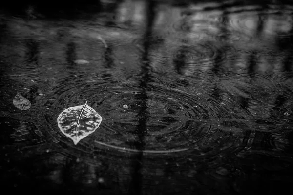 Foglia di acero giallo per nuotare sull'acqua — Foto Stock