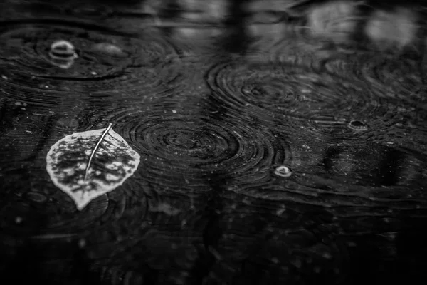 Foglia di acero giallo per nuotare sull'acqua — Foto Stock