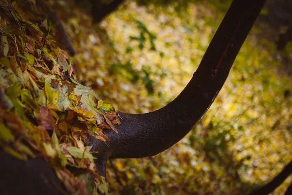 Jesienne drzewo leafes w parku, Kijów — Zdjęcie stockowe