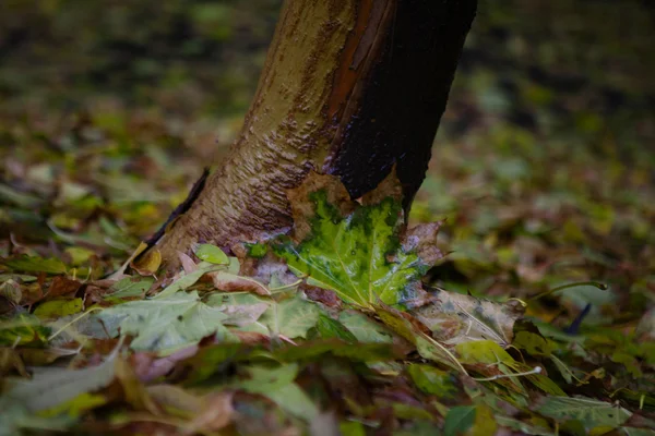 Hojas de árboles de otoño en el parque, Kiev —  Fotos de Stock