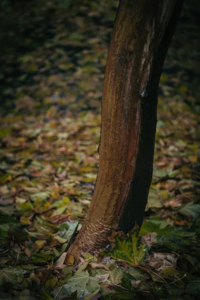 Folhas de árvore de outono no parque, Kiev — Fotografia de Stock