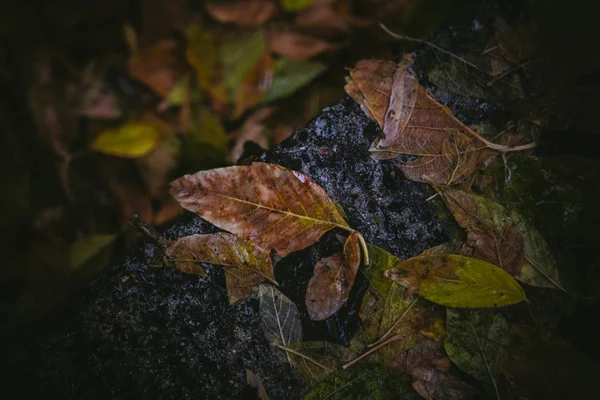 Yellow maple leaf to swim on the water — Stock Photo, Image