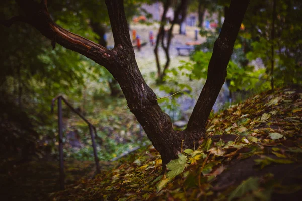 Hojas de árboles de otoño en el parque, Kiev — Foto de Stock