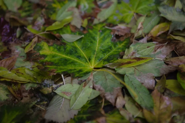 Hoja de arce amarillo para nadar en el agua —  Fotos de Stock