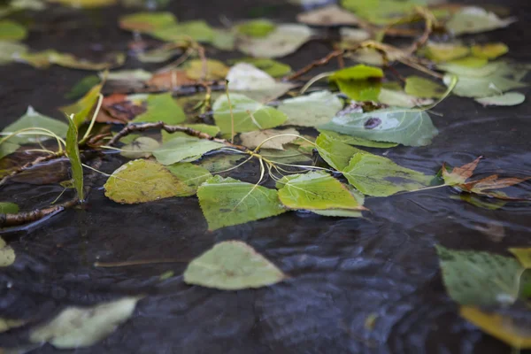 黄色のカエデの葉の水で泳ぐ — ストック写真