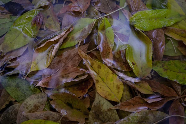 Sarı akçaağaç yaprağı suyu yüzmeyi — Stok fotoğraf