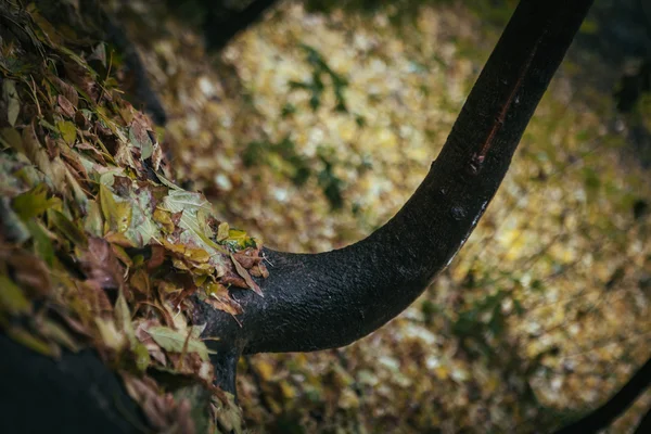 Hösten träd leafes i park, Kiev — Stockfoto