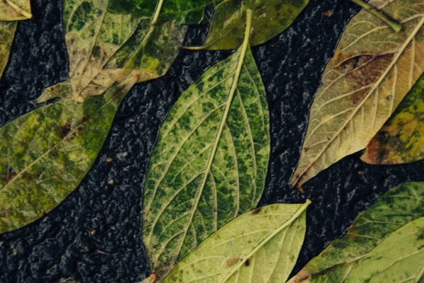 Hoja de arce amarillo para nadar en el agua —  Fotos de Stock