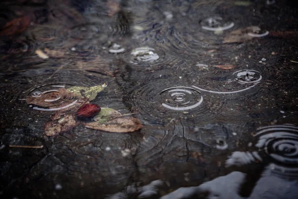 Gele esdoornblad te zwemmen op het water — Stockfoto