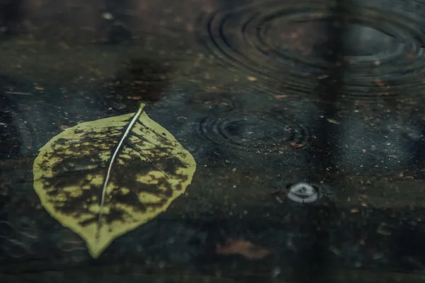 Gelbes Ahornblatt zum Schwimmen auf dem Wasser — Stockfoto