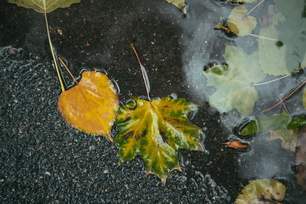 黄色のカエデの葉の水で泳ぐ — ストック写真