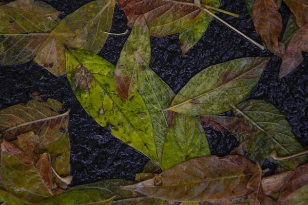 Gele esdoornblad te zwemmen op het water — Stockfoto