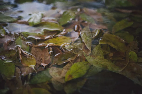 Hoja de arce amarillo para nadar en el agua —  Fotos de Stock