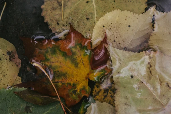 Hoja de arce amarillo para nadar en el agua —  Fotos de Stock