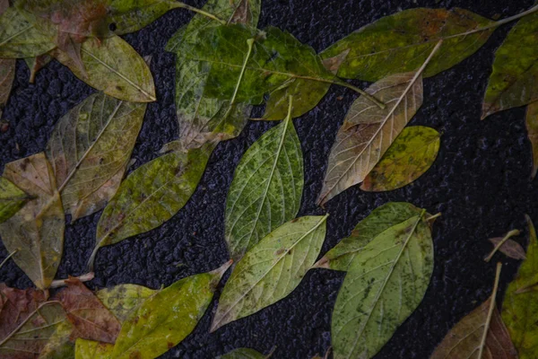 Yellow maple leaf to swim on the water — Stock Photo, Image