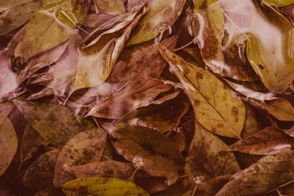 Hoja de arce amarillo para nadar en el agua —  Fotos de Stock