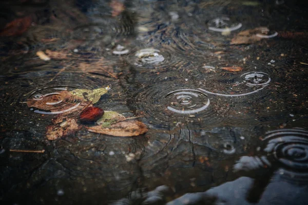 黄色のカエデの葉の水で泳ぐ — ストック写真