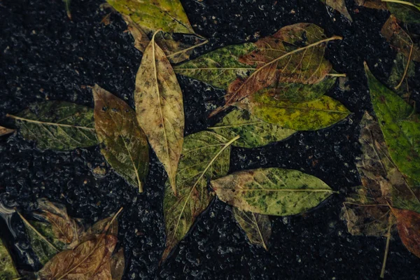 Yellow maple leaf to swim on the water — Stock Photo, Image