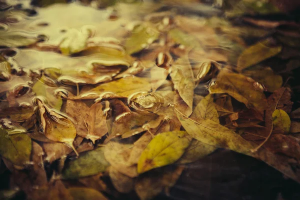 Yellow maple leaf to swim on the water — Stock Photo, Image