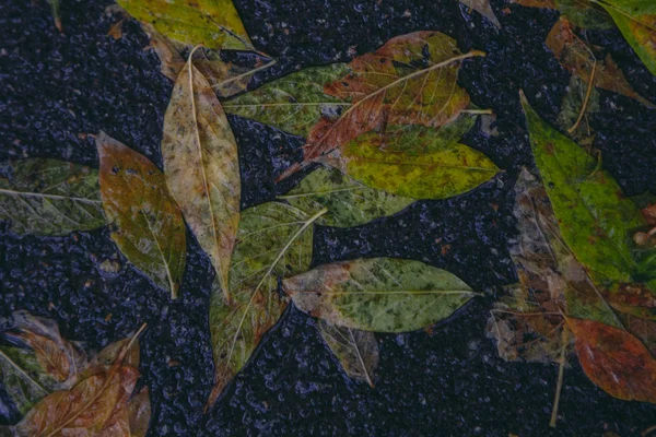 Feuille d'érable jaune pour nager sur l'eau — Photo