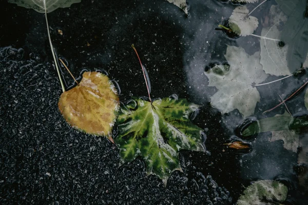 Foglia di acero giallo per nuotare sull'acqua — Foto Stock