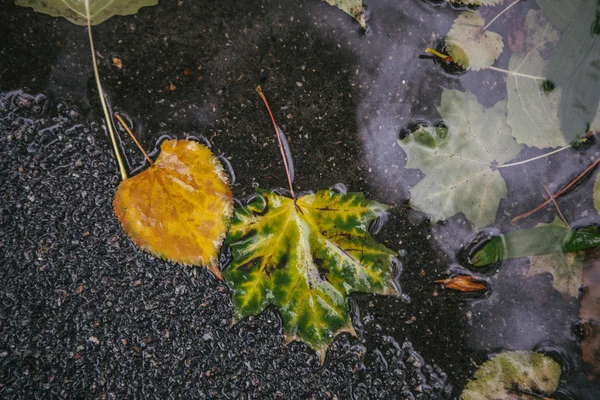 黄色のカエデの葉の水で泳ぐ — ストック写真