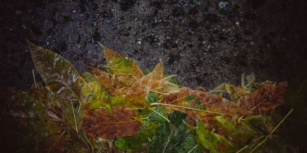 Hoja de arce amarillo para nadar en el agua —  Fotos de Stock